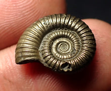 Load image into Gallery viewer, Crucilobiceras pyrite ammonite fossil (16 mm)