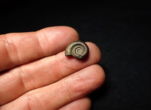 Load image into Gallery viewer, Crucilobiceras pyrite ammonite fossil (16 mm)