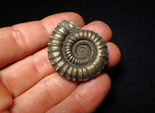 Load image into Gallery viewer, Large high-quality Crucilobiceras pyrite ammonite fossil (39 mm)