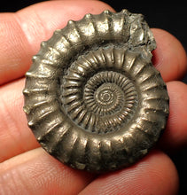 Load image into Gallery viewer, Large high-quality Crucilobiceras pyrite ammonite fossil (39 mm)