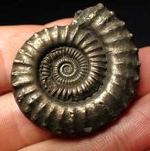 Load image into Gallery viewer, Large high-quality Crucilobiceras pyrite ammonite fossil (39 mm)