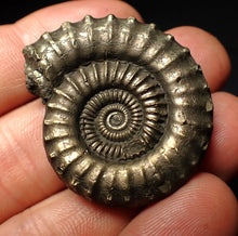 Load image into Gallery viewer, Large high-quality Crucilobiceras pyrite ammonite fossil (39 mm)