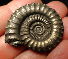 Load image into Gallery viewer, Large high-quality Crucilobiceras pyrite ammonite fossil (39 mm)