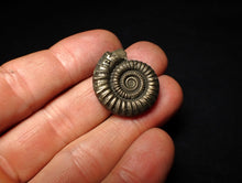Load image into Gallery viewer, Large high-quality Crucilobiceras pyrite ammonite fossil (26 mm)