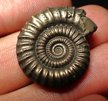 Load image into Gallery viewer, Large high-quality Crucilobiceras pyrite ammonite fossil (26 mm)