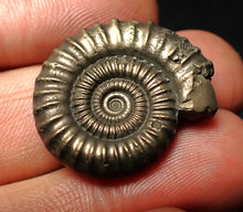 Load image into Gallery viewer, Large high-quality Crucilobiceras pyrite ammonite fossil (26 mm)
