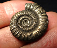 Load image into Gallery viewer, Large high-quality Crucilobiceras pyrite ammonite fossil (26 mm)