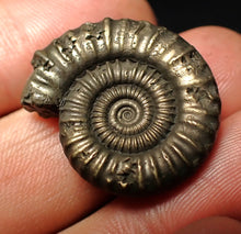 Load image into Gallery viewer, Large high-quality Crucilobiceras pyrite ammonite fossil (26 mm)