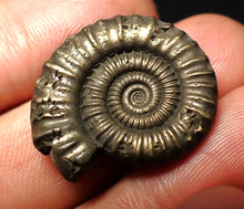 Load image into Gallery viewer, Large high-quality Crucilobiceras pyrite ammonite fossil (26 mm)