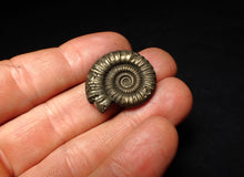 Load image into Gallery viewer, Large high-quality Crucilobiceras pyrite ammonite fossil (26 mm)