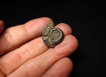 Load image into Gallery viewer, Crucilobiceras pyrite ammonite fossil (23 mm)