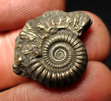 Load image into Gallery viewer, Crucilobiceras pyrite ammonite fossil (23 mm)