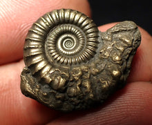 Load image into Gallery viewer, Crucilobiceras pyrite ammonite fossil (23 mm)