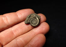 Load image into Gallery viewer, Crucilobiceras pyrite ammonite fossil (23 mm)