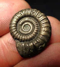 Load image into Gallery viewer, Crucilobiceras pyrite ammonite fossil (21 mm)