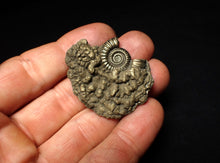 Load image into Gallery viewer, Crucilobiceras pyrite ammonite fossil (42 mm)
