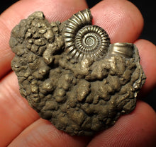 Load image into Gallery viewer, Crucilobiceras pyrite ammonite fossil (42 mm)