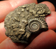 Load image into Gallery viewer, Crucilobiceras pyrite ammonite fossil (42 mm)