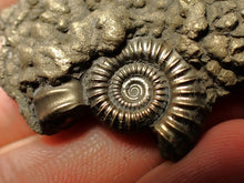 Load image into Gallery viewer, Crucilobiceras pyrite ammonite fossil (42 mm)