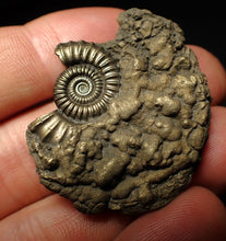 Load image into Gallery viewer, Crucilobiceras pyrite ammonite fossil (42 mm)