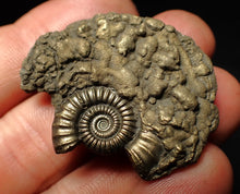 Load image into Gallery viewer, Crucilobiceras pyrite ammonite fossil (42 mm)