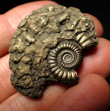 Load image into Gallery viewer, Crucilobiceras pyrite ammonite fossil (42 mm)