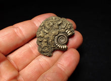 Load image into Gallery viewer, Crucilobiceras pyrite ammonite fossil (42 mm)