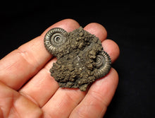 Load image into Gallery viewer, Rare Crucilobiceras pyrite double-ammonite fossil (49 mm)