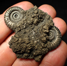 Load image into Gallery viewer, Rare Crucilobiceras pyrite double-ammonite fossil (49 mm)