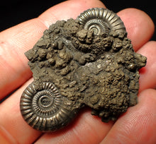 Load image into Gallery viewer, Rare Crucilobiceras pyrite double-ammonite fossil (49 mm)