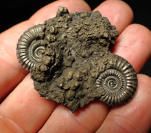 Load image into Gallery viewer, Rare Crucilobiceras pyrite double-ammonite fossil (49 mm)