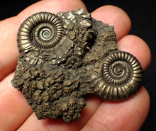 Load image into Gallery viewer, Rare Crucilobiceras pyrite double-ammonite fossil (49 mm)