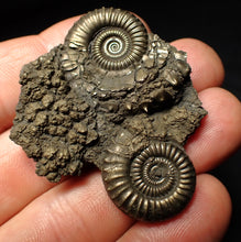 Load image into Gallery viewer, Rare Crucilobiceras pyrite double-ammonite fossil (49 mm)
