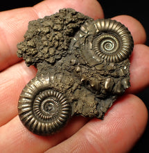 Load image into Gallery viewer, Rare Crucilobiceras pyrite double-ammonite fossil (49 mm)