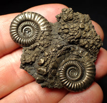 Load image into Gallery viewer, Rare Crucilobiceras pyrite double-ammonite fossil (49 mm)