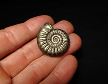 Load image into Gallery viewer, Large high-quality Tropidoceras pyrite ammonite fossil (32 mm)