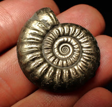 Load image into Gallery viewer, Large high-quality Tropidoceras pyrite ammonite fossil (32 mm)