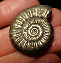 Load image into Gallery viewer, Large high-quality Tropidoceras pyrite ammonite fossil (32 mm)