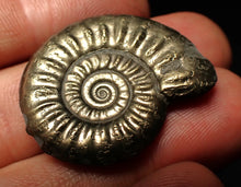 Load image into Gallery viewer, Large high-quality Tropidoceras pyrite ammonite fossil (32 mm)