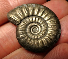Load image into Gallery viewer, Large high-quality Tropidoceras pyrite ammonite fossil (32 mm)