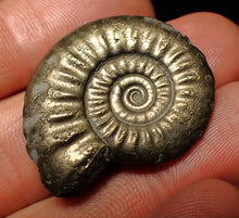 Load image into Gallery viewer, Large high-quality Tropidoceras pyrite ammonite fossil (32 mm)