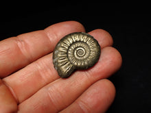 Load image into Gallery viewer, Large high-quality Tropidoceras pyrite ammonite fossil (32 mm)