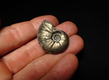 Load image into Gallery viewer, High-quality Gleviceras pyrite ammonite fossil (32 mm)