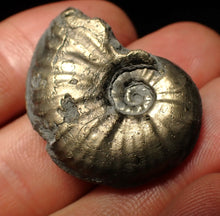 Load image into Gallery viewer, High-quality Gleviceras pyrite ammonite fossil (32 mm)