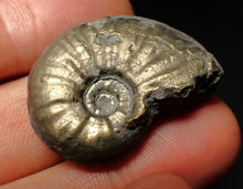Load image into Gallery viewer, High-quality Gleviceras pyrite ammonite fossil (32 mm)