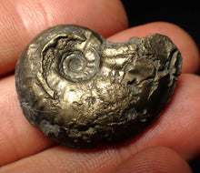 Load image into Gallery viewer, High-quality Gleviceras pyrite ammonite fossil (32 mm)