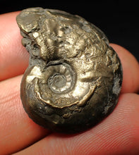 Load image into Gallery viewer, High-quality Gleviceras pyrite ammonite fossil (32 mm)
