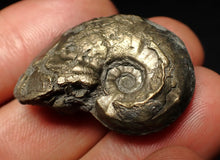 Load image into Gallery viewer, High-quality Gleviceras pyrite ammonite fossil (32 mm)