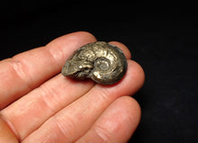 Load image into Gallery viewer, High-quality Gleviceras pyrite ammonite fossil (32 mm)