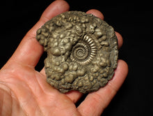Load image into Gallery viewer, Huge Crucilobiceras pyrite ammonite fossil (72 mm)